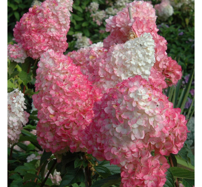 Гортензия метельчатая Мельба Фрайз (Fraise Melba) 2 летняя, конт. 2 л