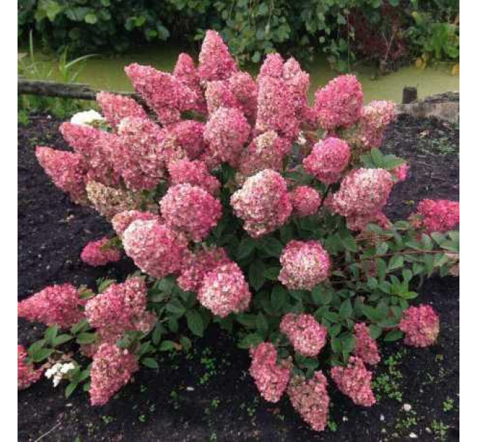 Гортензия метельчатая Мельба Фрайз (Fraise Melba) 2 летняя, конт. 2 л