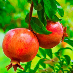 Саженцы граната сорт Крымский полосатый 1 летние, конт. Р9