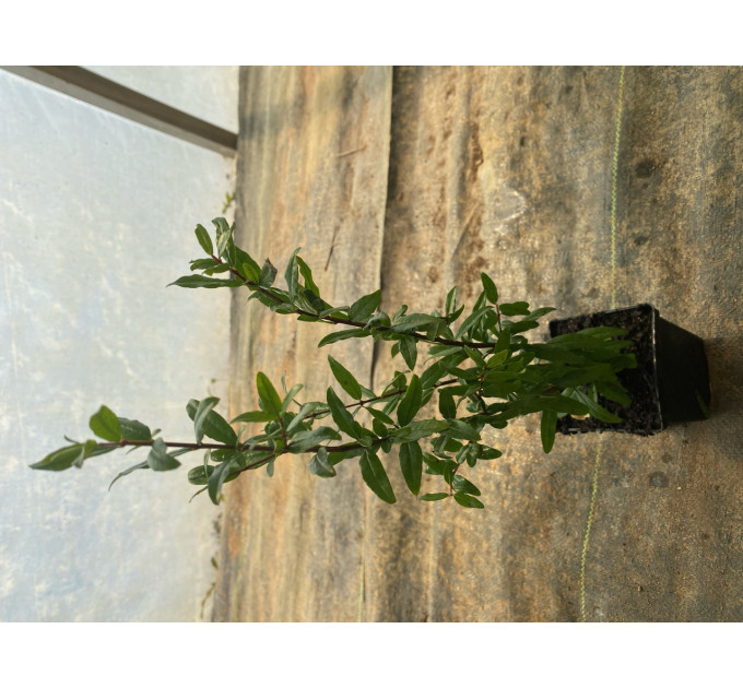 Саджанці гранату сорт Кримський смугастий 1 річні, конт. Р9