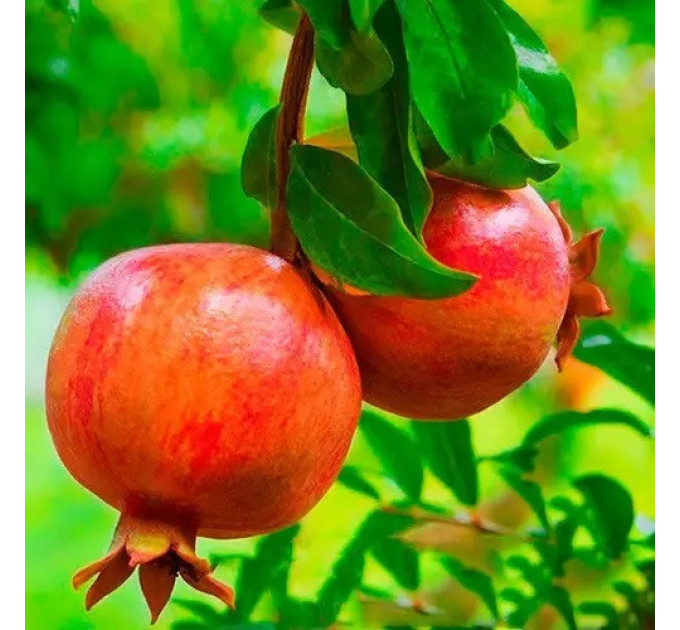 Саджанці граната сорт Нікітський ранній