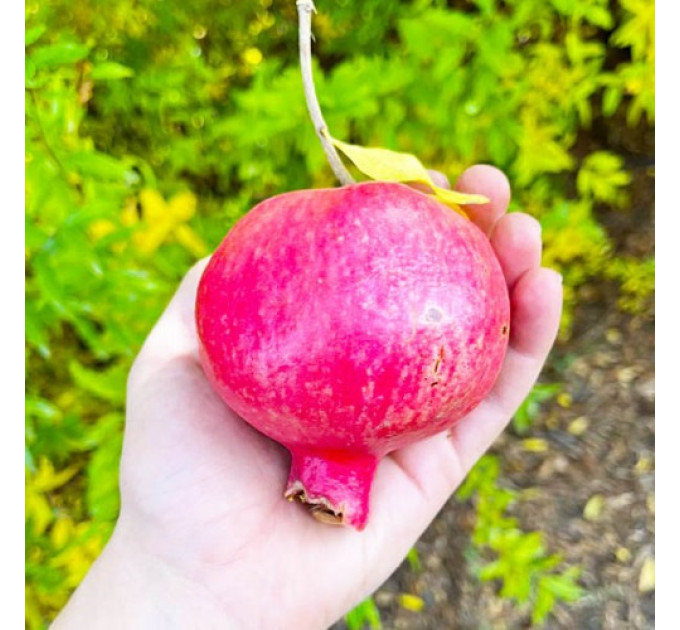 Саджанці граната сорт Нікітський ранній