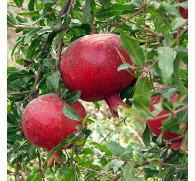 Саженцы граната сорт Шароли, горшок 3 л