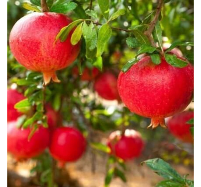 Саженцы граната сорт Азиатский 1 летние, конт. Р9