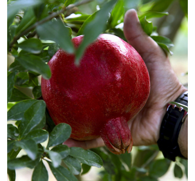 Саженцы граната сорт Азиатский 1 летние, конт. Р9
