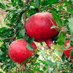 Саженцы граната сорт Азиатский 1 летние, конт. Р9