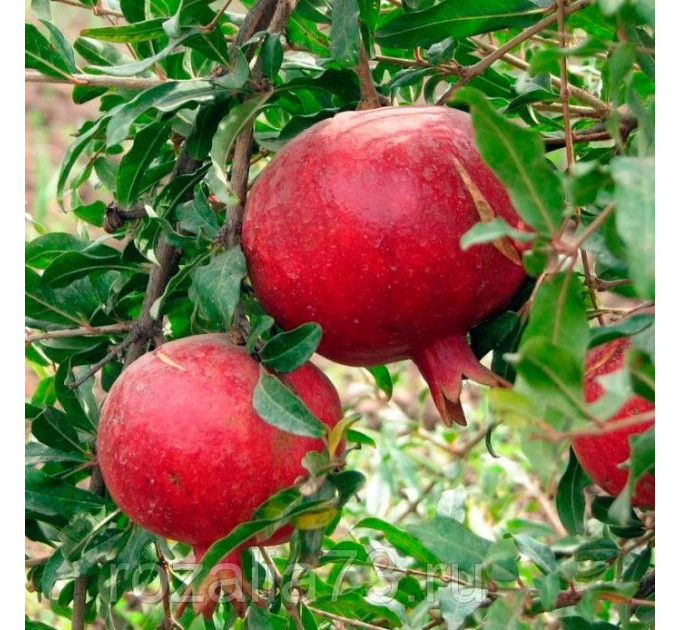 Саженцы граната сорт Азиатский 1 летние, конт. Р9
