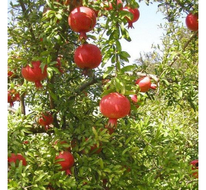 Саженцы граната сорт Азиатский 1 летние, конт. Р9