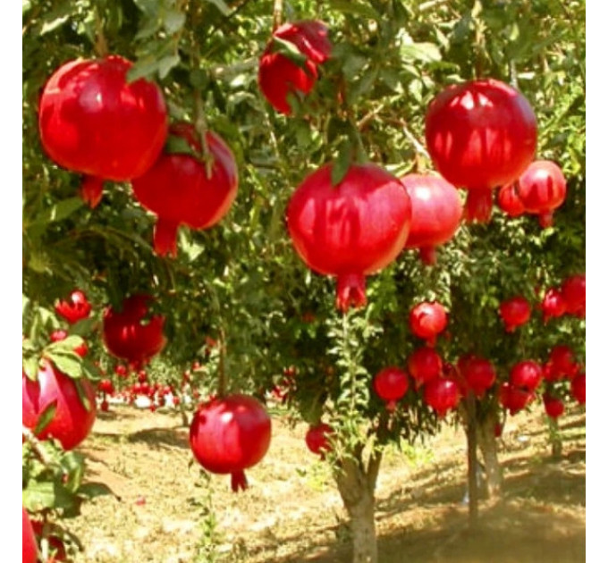 Саженцы граната сорт Гюлоша розовая