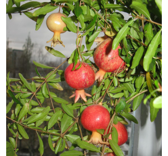 Саженцы граната сорт Гюлоша розовая
