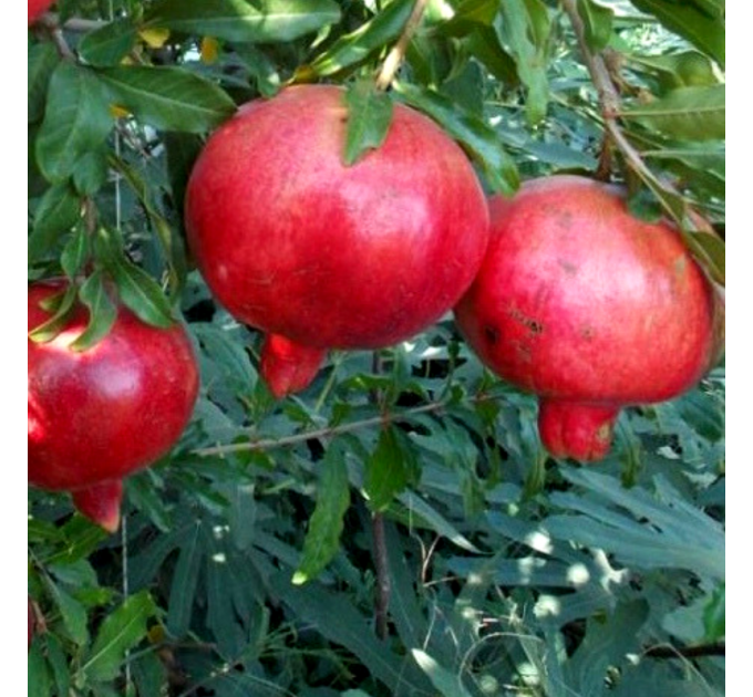 Саженцы граната сорт Ак-дона 1 летние, конт. Р9