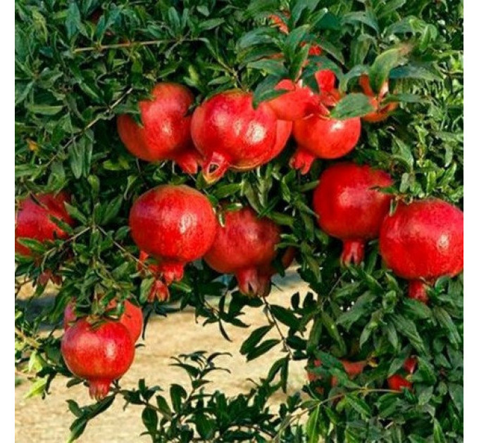 Саженцы граната сорт Ак-дона 1 летние, конт. Р9