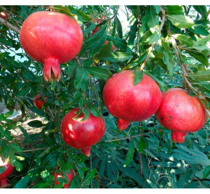 Саженцы граната сорт Ак-дона 1 летние, конт. Р9