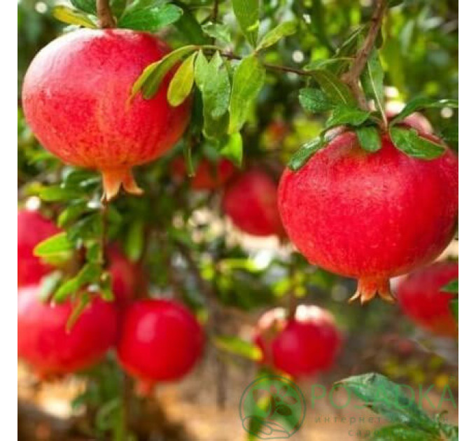 Саженцы граната сорт Шароли