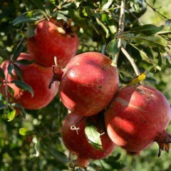 Саженцы граната сорт Гюлоша розовая 2 летние, конт. 3 л