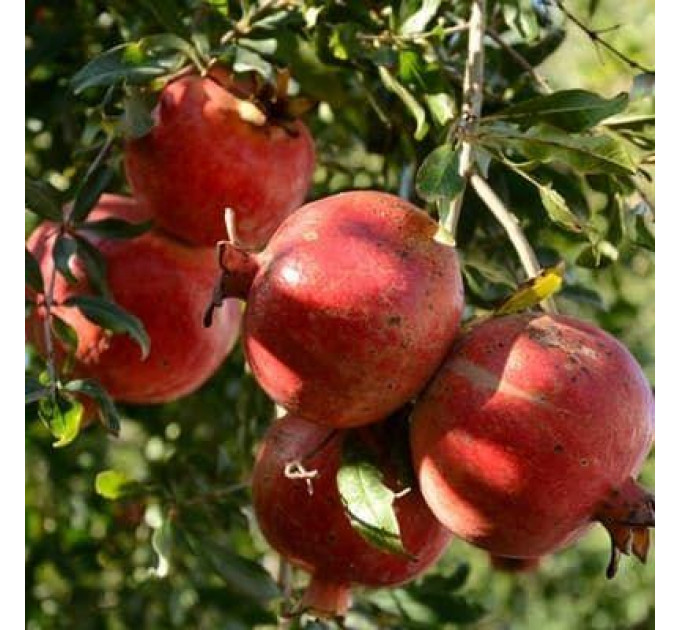 Саженцы граната сорт Гюлоша розовая 2 летние, конт. 3 л