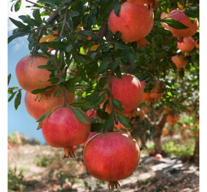 Саженцы граната сорт Восточный