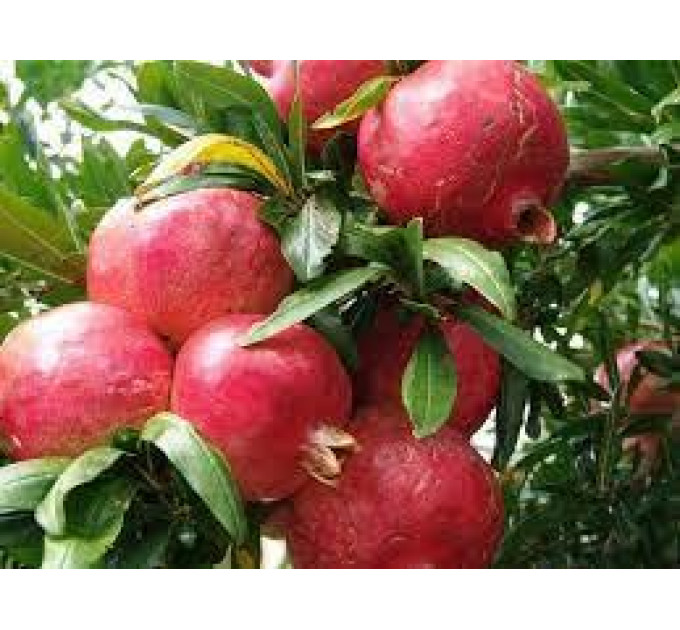 Саженцы граната сорт Восточный