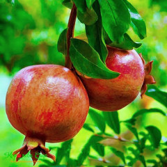 Саженцы граната сорт Восточный