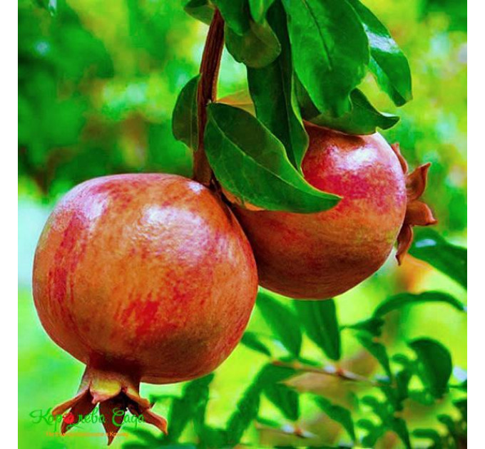 Саженцы граната сорт Восточный