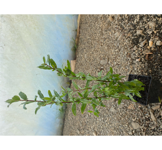 Саженцы граната сорт Восточный