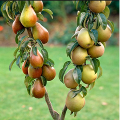 Саженцы груши колоновидной сорт Осенняя, подвой ВА-29