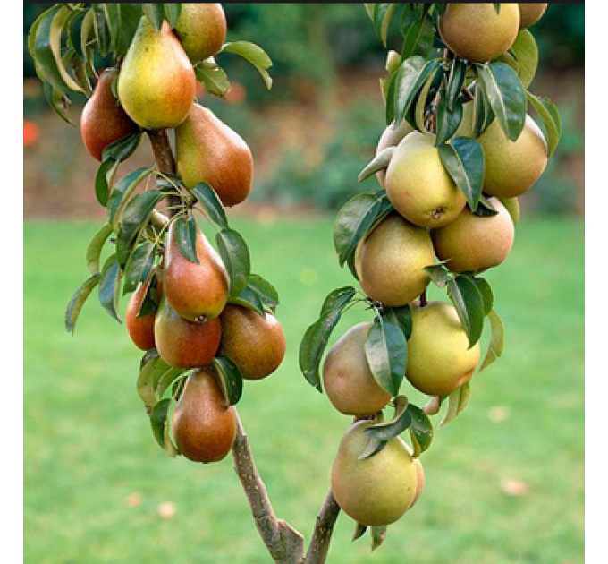 Саджанці груші колоновидної сорт Осіння, підщепа ВА-29