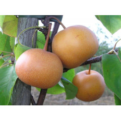 Саженцы груши сорт Бронзова