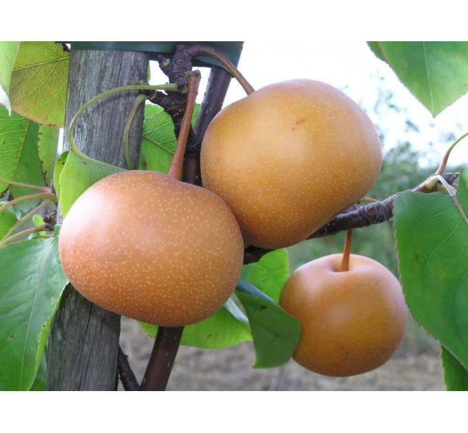 Саженцы груши сорт Бронзова