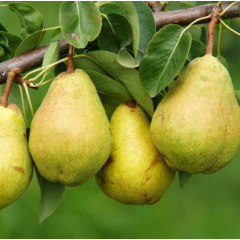 Саженцы груши сорт Лесная красавица