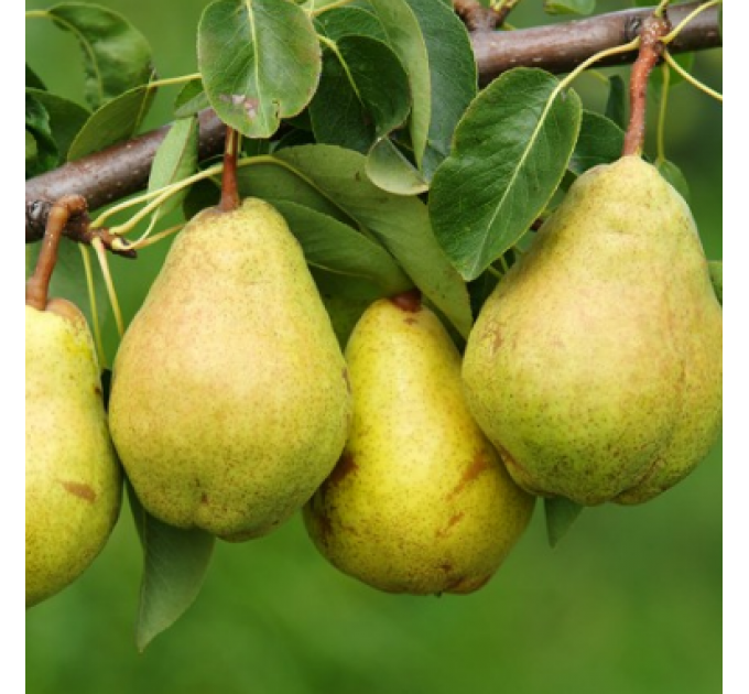 Саженцы груши сорт Лесная красавица