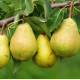 Саженцы груши сорт Лесная красавица