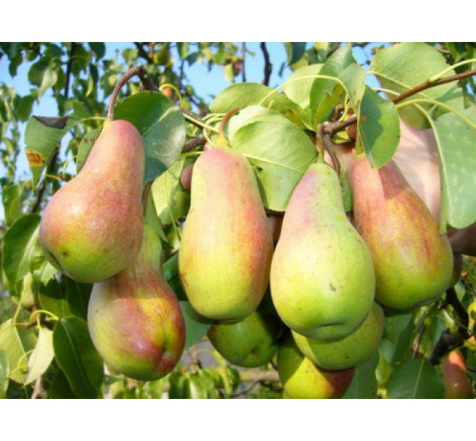 Саженцы груши сорт Лесная красавица