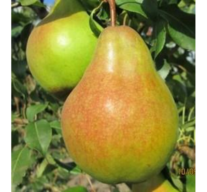 Груша сорт Яблунивская