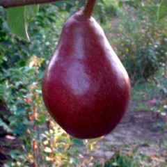 Саженцы груши сорт Старкримсон