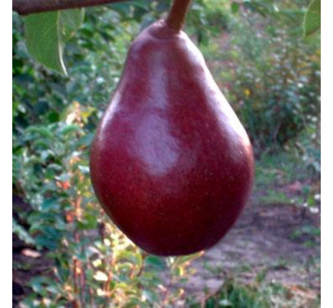 Саженцы груши сорт Старкримсон