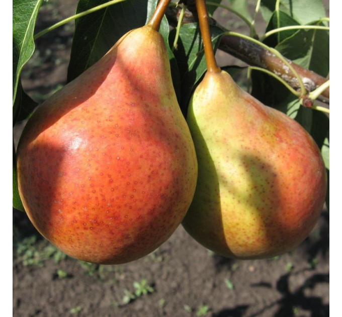 Груша летняя сорт Бере Жиффар