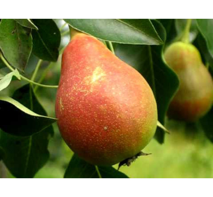 Груша летняя сорт Бере Жиффар