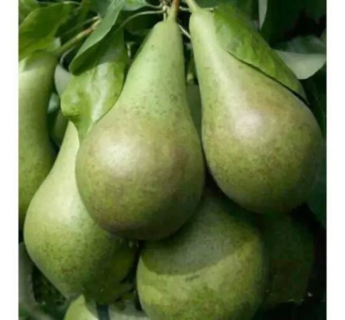 Саженцы груши сорт Вильямс зимний