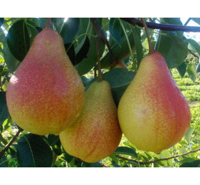 Саженцы груши сорт Вильямс летний