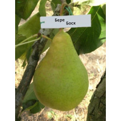 Груша "Бере Боск"