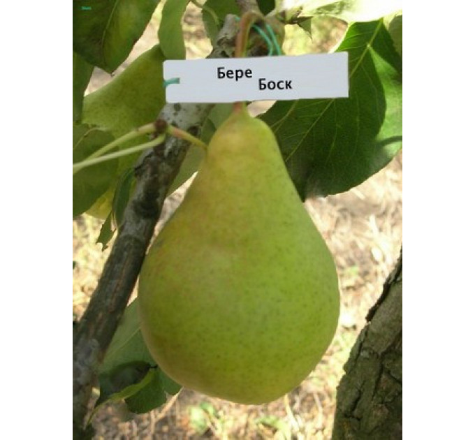 Груша "Бере Боск"