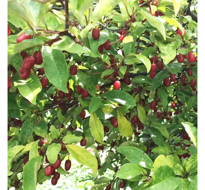 Саженцы гуми Сахалинский (лох многоцветковый), 3 года полуупакованные.