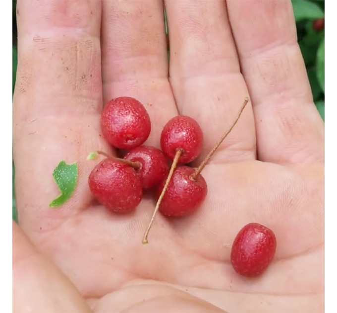 Саженцы гуми Сахалинский (лох многоцветковый), 3 года полуупакованные.