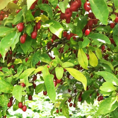 Саженцы гуми Сахалинский (лох многоцветковый), 3 года полуупакованные.