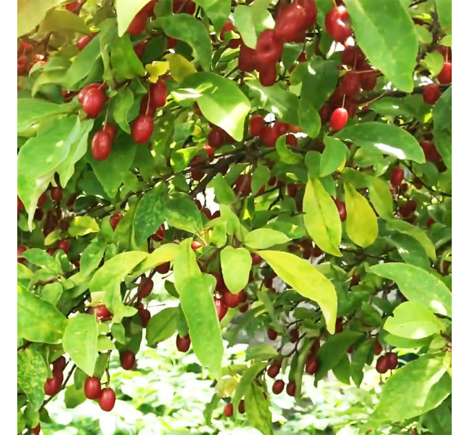 Саженцы гуми Сахалинский (лох многоцветковый), 3 года полуупакованные.