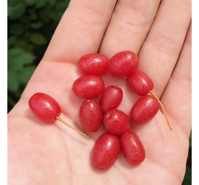 Саженцы гуми Сахалинский (лох многоцветковый), 3 года полуупакованные.