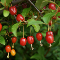 Саженцы гуми сорт "Сахалинский", 2 летние от 30 см пакет 3.5л.