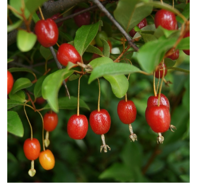 Саженцы гуми сорт "Сахалинский", 2 летние от 30 см пакет 3.5л.