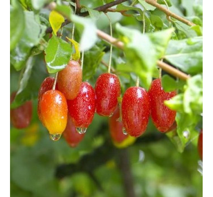 Саженцы гуми сорт "Сахалинский", 2 летние от 30 см пакет 3.5л.